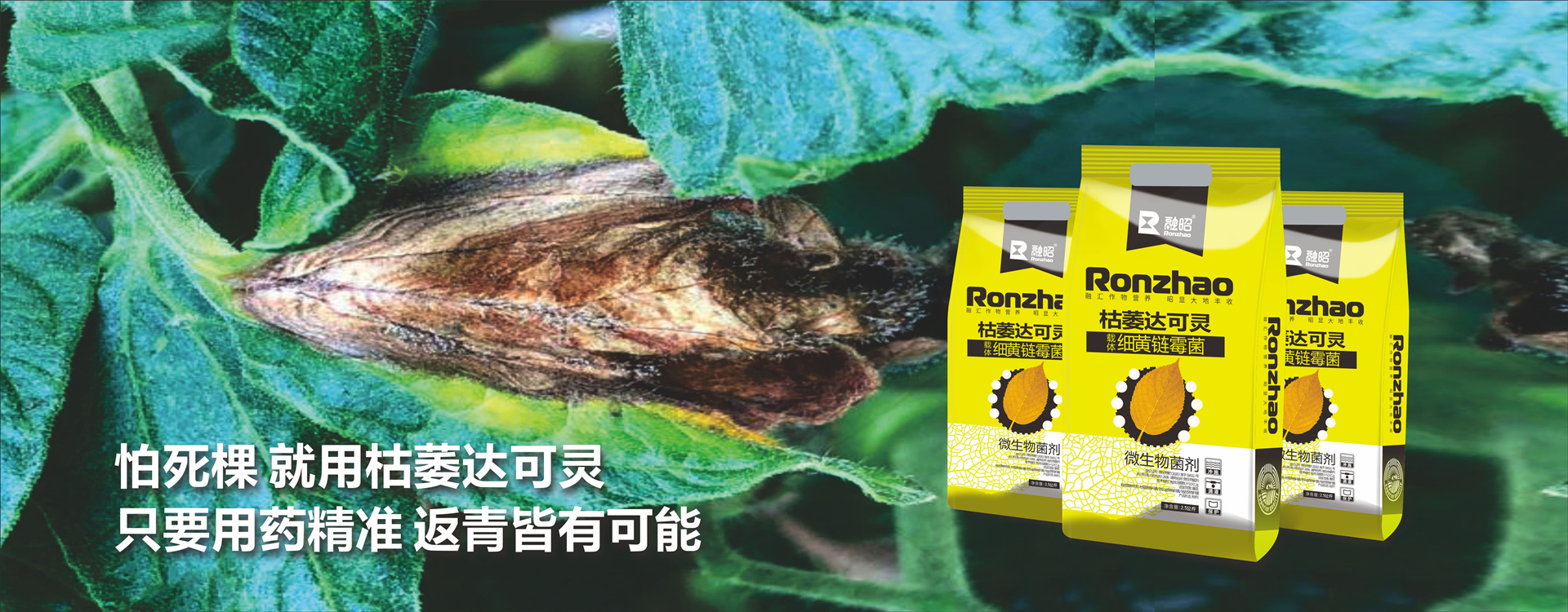 融昭